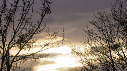 bare branches on a sunset background