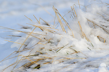 Grass covered with ice and snow, closeup
