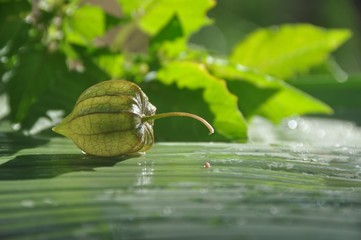 Physalis or Ground Cherry