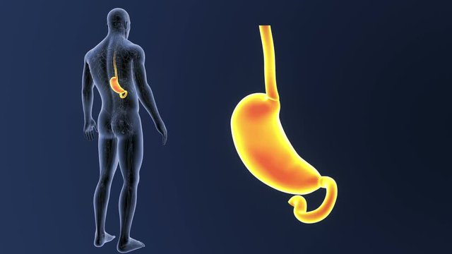 Stomach zoom with Circulatory System