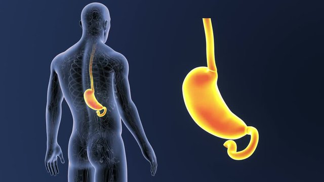 Stomach zoom with Circulatory System