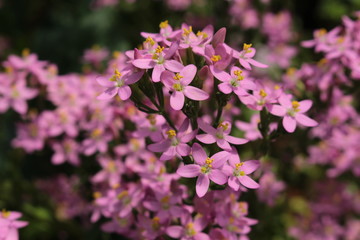 "Rosepink" flowers (or American Centaury, Centauree Americaine) in St. Gallen, Switzerland. Its Latin name is Sabbatia Angularis (Syn Centaurium Littorale and Sabatia Campanulata), native to USA.