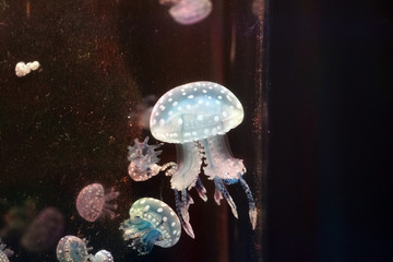 jellyfish swimming in the dark water in aquarium