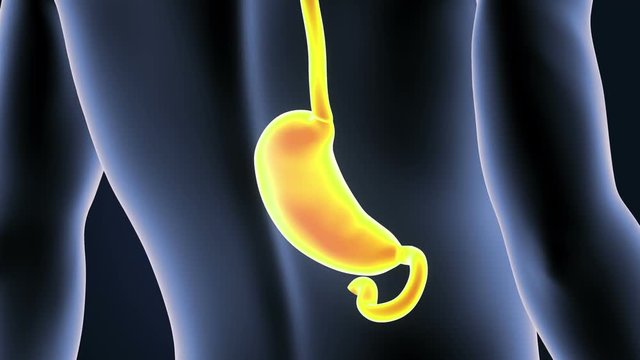 Stomach and Body Closeup