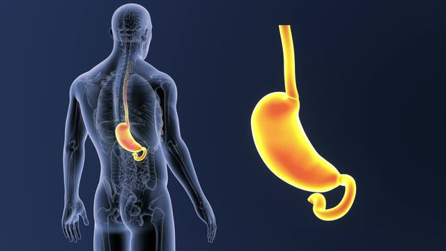 Stomach zoom with Anatomy