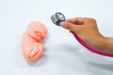 Human fetus model with stethoscope