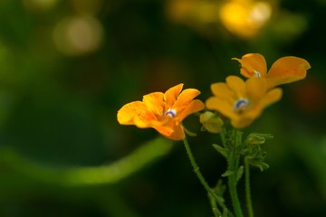 Close up of garden flowers