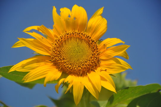 Sun flowers in field