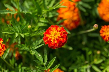 Beautiful marigolds flowers