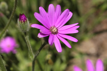 Obraz premium Purple 