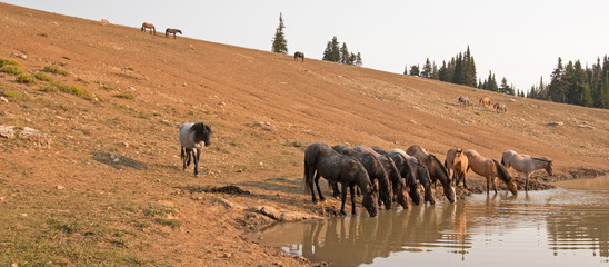 Herd of wild horses drinking at watering hole in the Pryor Mountains Wild Horse Range in the states...