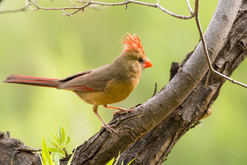 Female Northern Cardinal