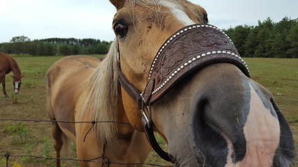Light Brown Horse Closeup