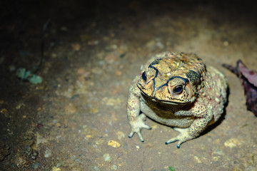 toad on the ground in the night