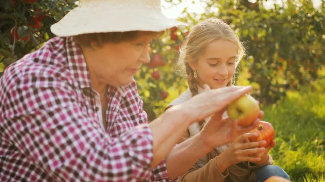 Close up of grandmother in a hat sitting in the garden and teaching her cute granddaughter to sort apples. Picking the harvest. Portrait shot