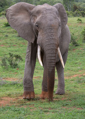 Fototapeta premium Large African Elephant with Dusty Feet