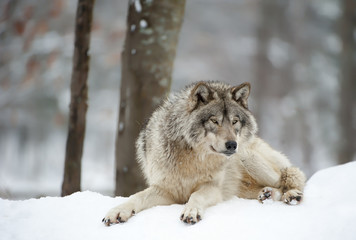 Timber Wolf Chillin'