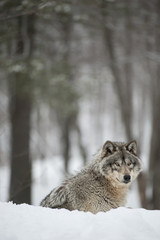 Timber Wolf in Forest