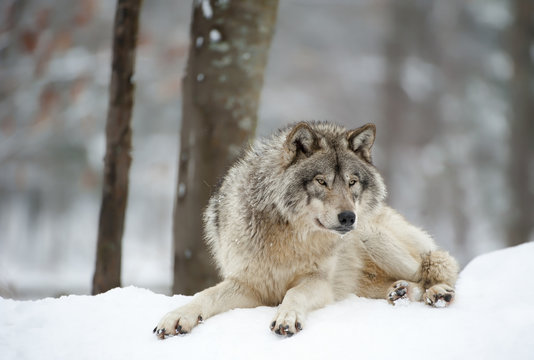 Fototapeta Timber Wolf Chillin'