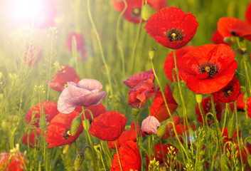 Field of poppies on a sunset