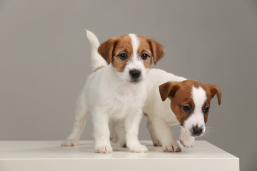 Wonderful jack russells. Close up. Gray background