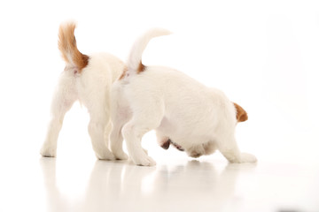 Two playing jack russell. White background
