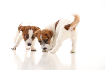 Two cool jack russells. White background