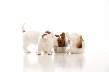 Three jack russells eating from bowl. White background