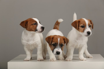 Portrait of three small jack russell terriers. Gray background