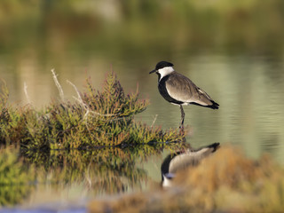 Spur-winged Lapwing Foraging on the Pond in Early Morning Light