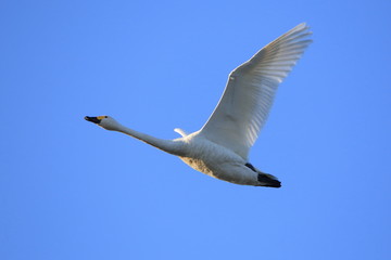 飛ぶ白鳥　青空バック　Swan flying