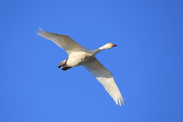 白鳥　青空バック　Swan flying