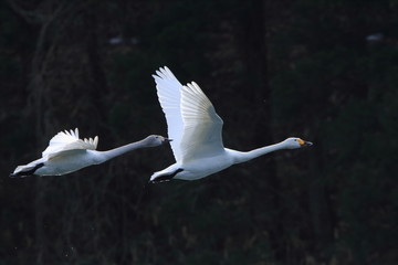 飛ぶ親子の白鳥　Swan flying