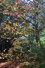 Tree with leaves in autumn colors.