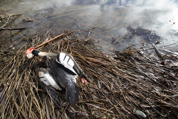 Dead Bird