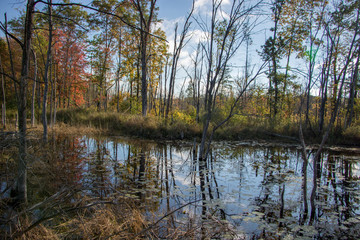 Sky Reflected on a Swamp