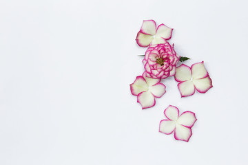 Pink rose flower arrangement on white background