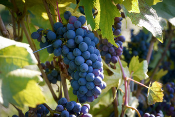 ripe red grapes hanging on the vine