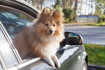Shetland Sheepdog looks out of a car window