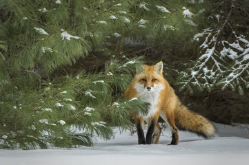 Fox in Snow Covered Pine - 181861741