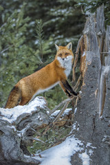 Red Fox Stumped