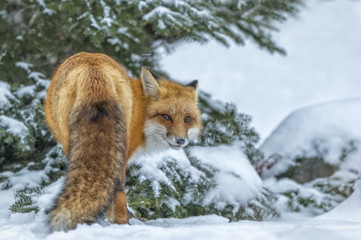 Red Fox I See You - 181861767