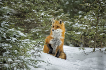 Red Fox in Winter - 181861786