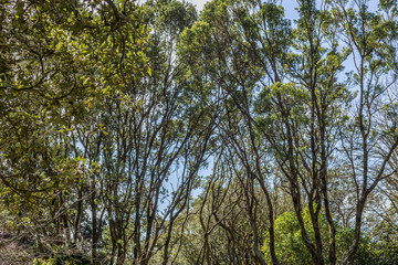 Fototapeta premium Sun Through Tall Tree in Wellington, New Zealand