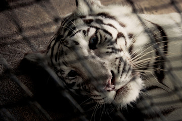 Sadness white tiger in cage