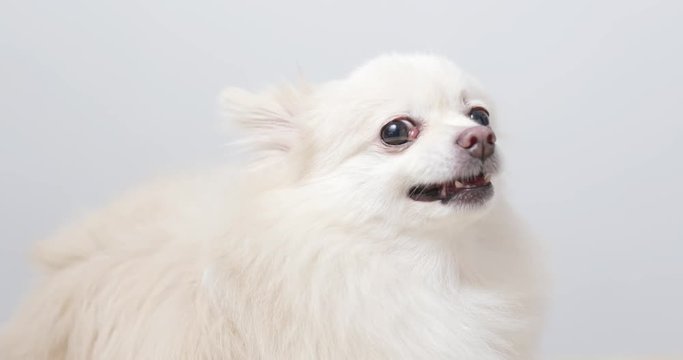White pomeranian dog get angry