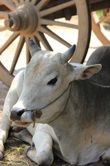 Ox and Cart Wheel