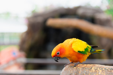 yellow parrot bird, sun conure.