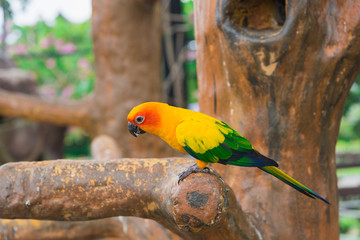 yellow parrot bird, sun conure.