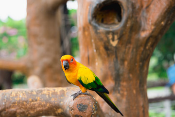 yellow parrot bird, sun conure.